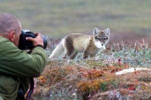 Russland | Tschukotka - Wrangel Island: Zur „Arche Noah der Arktis“